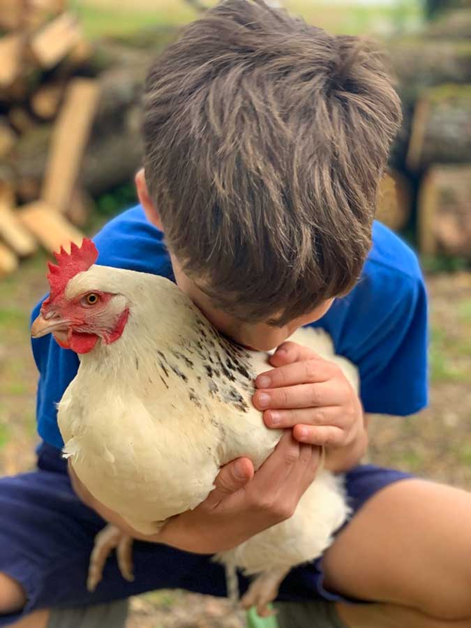 Des poules dans mon jardin: petits conseils pour vivre en harmonie