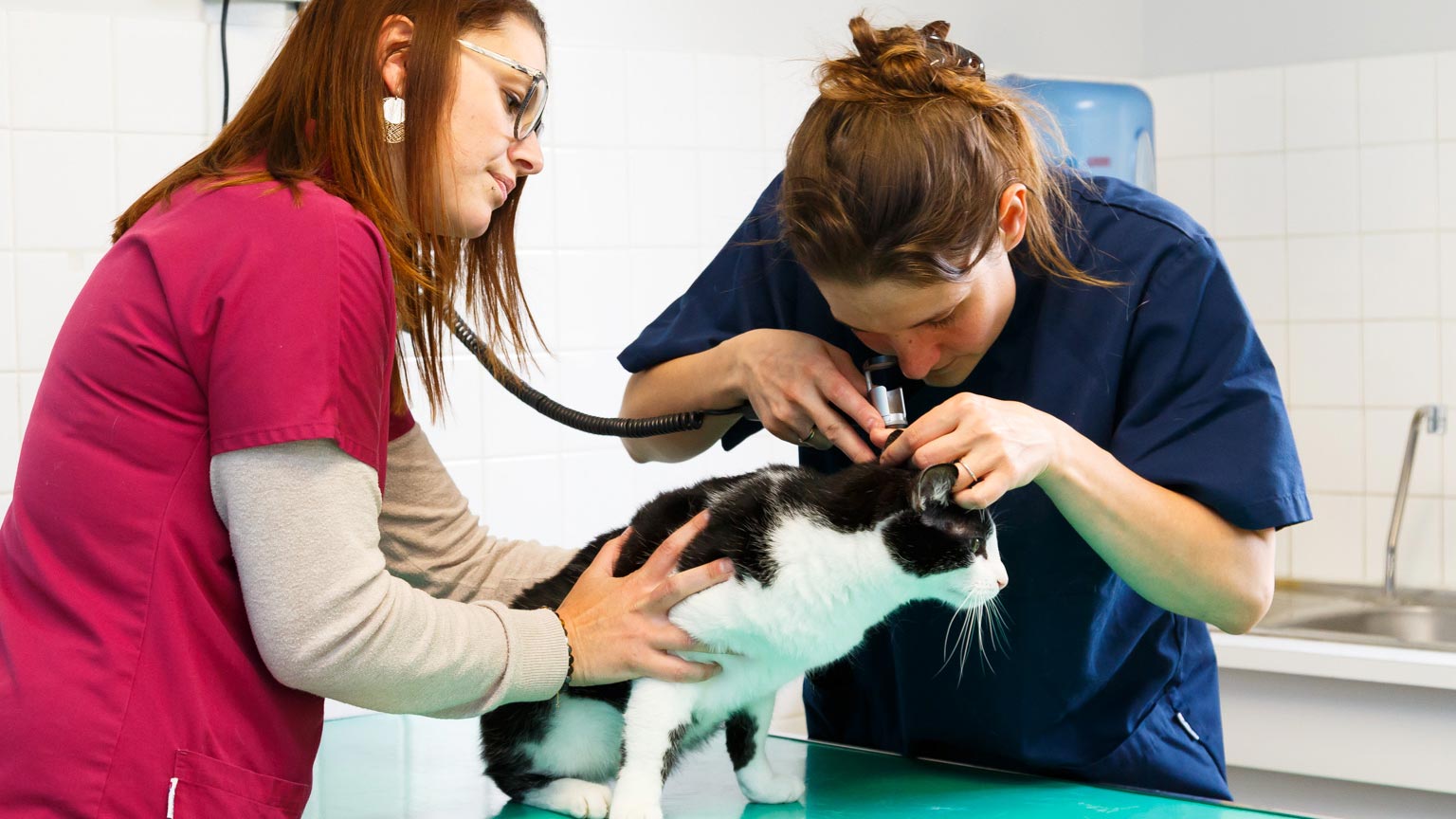 Consultation chat vétérinaire à Amou