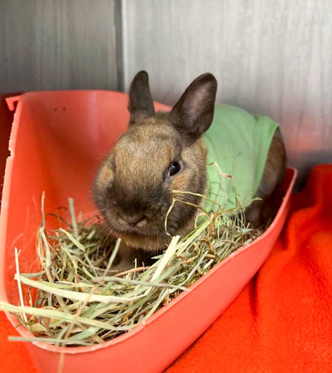 La stase digestive ou arrêt de transit du lapin