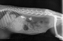 Radiographie d’un lapin en stase suite à la douleur provoqué par des calculs aux deux reins