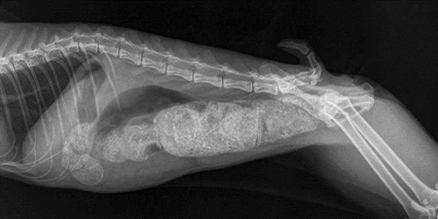Radiographie d’un cas de constipation sur un chat qui présente des séquelles au niveau du bassin suite à un accident.