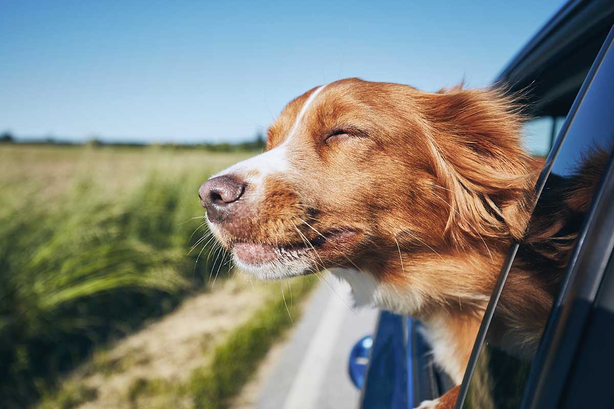 Partir en voyage à l’étranger avec son compagnon poilu est une sacrée aventure. Voici quelques règles pour passer la frontière en toute sérénité pour tout chien, chat ou furet.