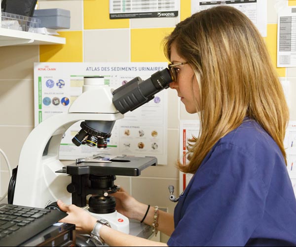 Plateau technique microscope pour lire des calques, mettre en évidence des parasites