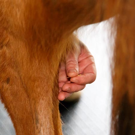 L'acupuncture équine