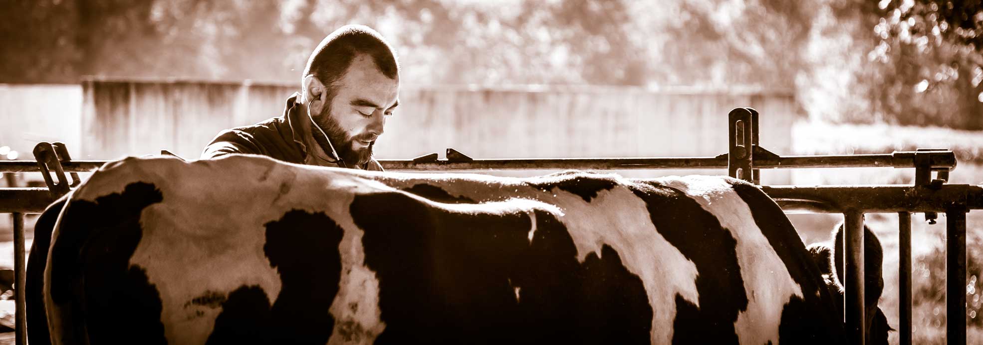 Vétérinaires bovins - clinique BIOVET de Amou