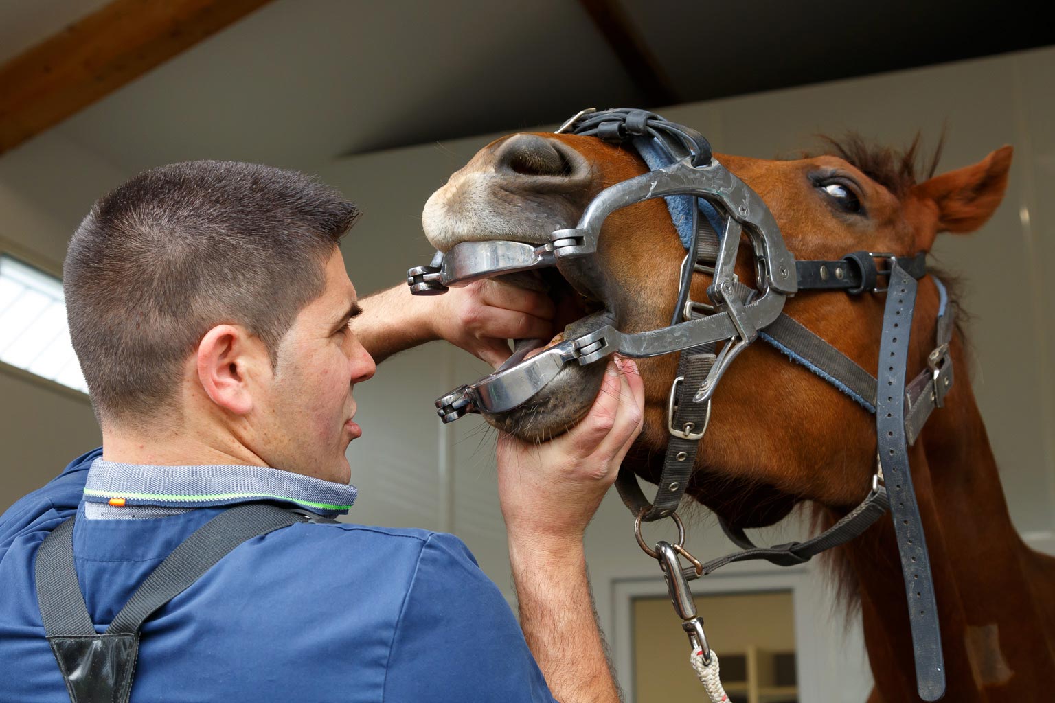 dentisterie équine - vétérinaire Amou
