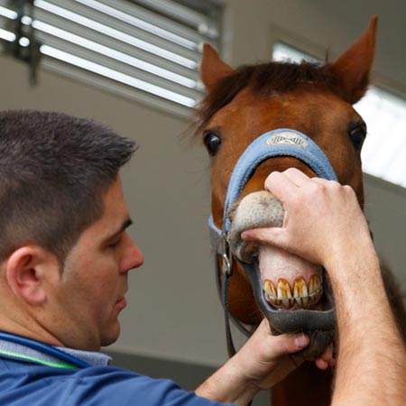 Chevaux Dentisterie