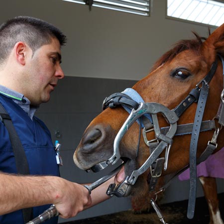 Chevaux Dentisterie