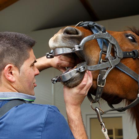 Chevaux Dentisterie