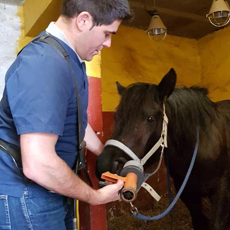 Chevaux Dentisterie