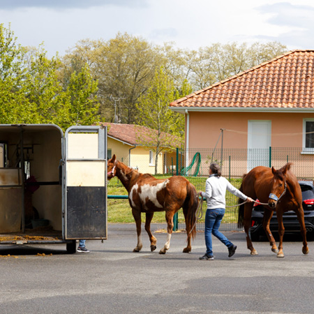 Locaux Chevaux