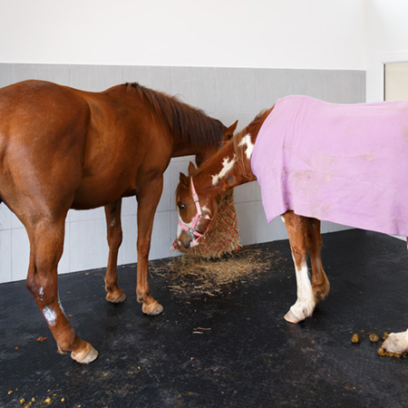 Locaux Chevaux