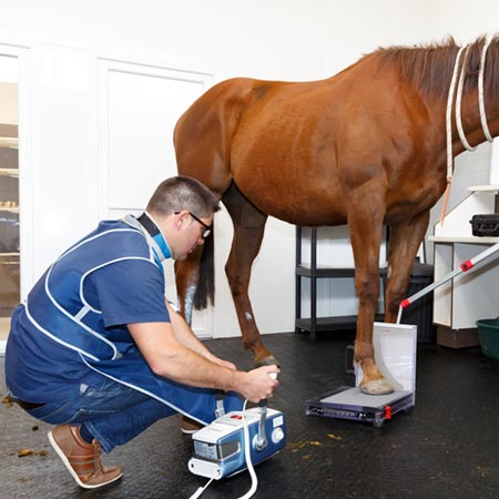 Chevaux Visite d'Achat