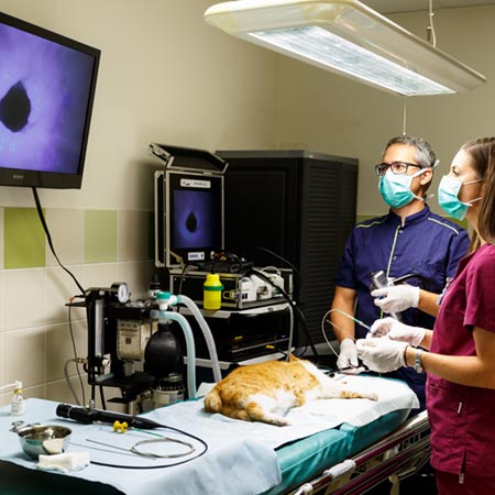 Techniques d'endoscopie vétérinaire - place au diagnostique mini invasif