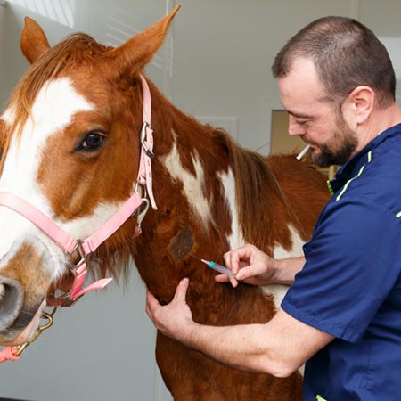 Médecine Générale Equine