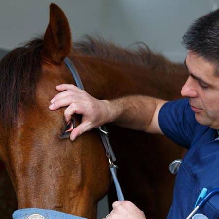 Médecine Générale Equine