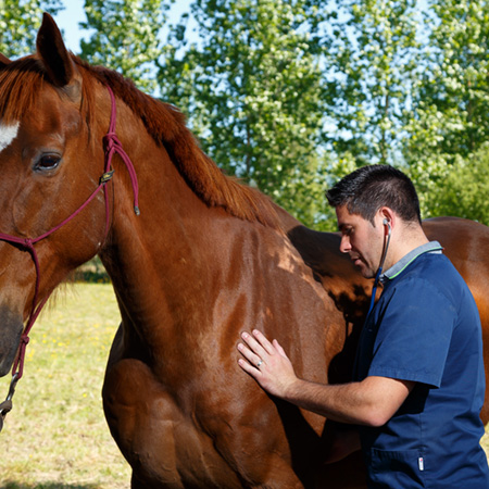 Médecine Préventive Equine