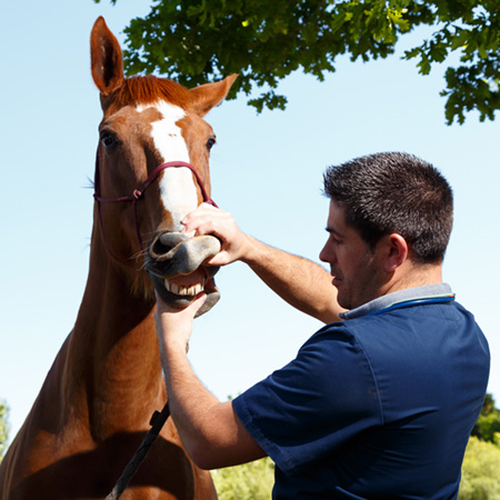 Médecine Préventive Equine