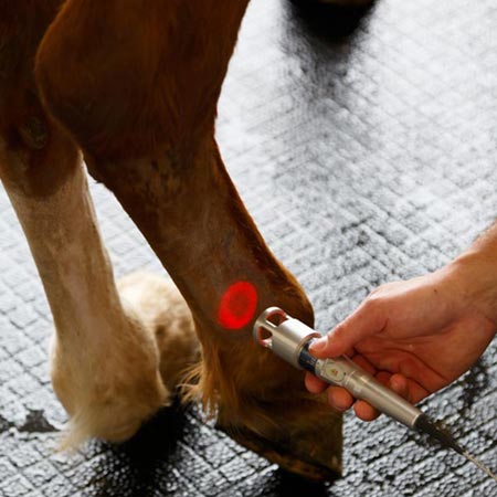 Le laser thérapeutique pour les chevaux