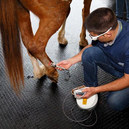 Le laser thérapeutique pour les chevaux