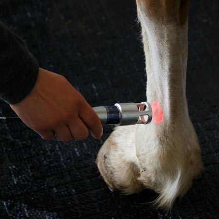 Le laser thérapeutique pour les chevaux