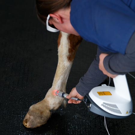 Le laser thérapeutique pour les chevaux