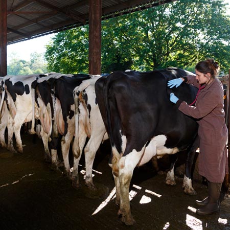 Ruminants médecine collective préventive