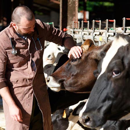 Ruminants médecine collective préventive