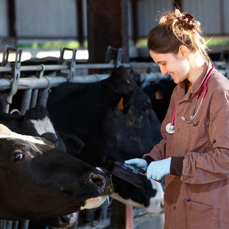 Ruminants médecine individuelle - analyses