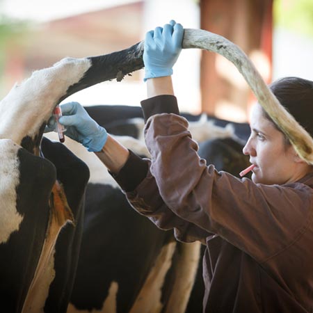 Ruminants médecine individuelle - analyses