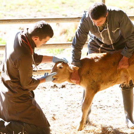 Ruminants médecine individuelle - médecine