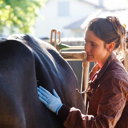 Ruminants médecine individuelle - médecine