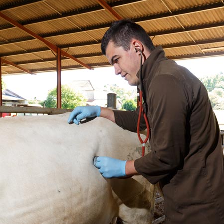 Ruminants médecine individuelle - médecine