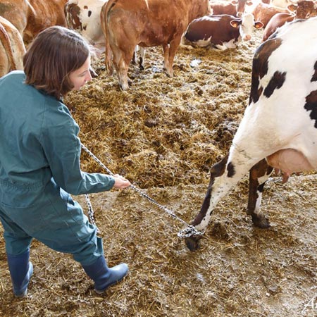 Ruminants Ostéopathie