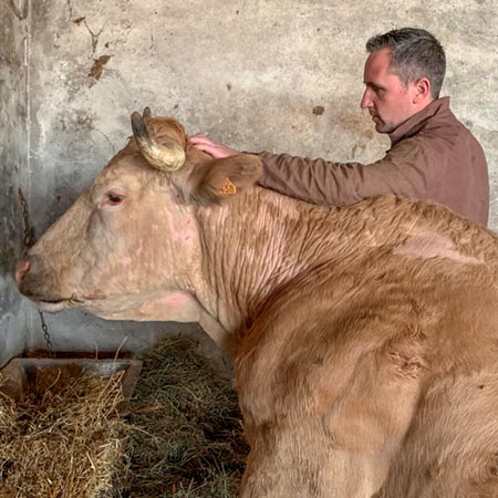 Ruminants Ostéopathie