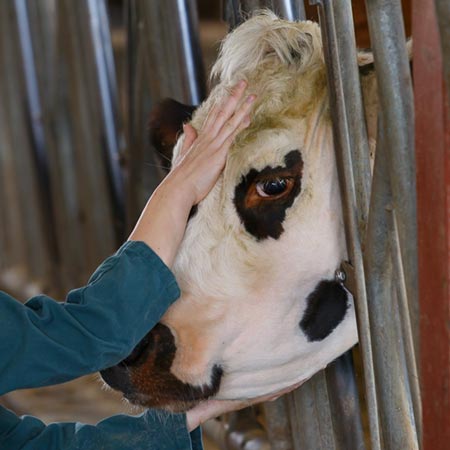 Ruminants Ostéopathie