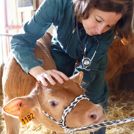 Ruminants Ostéopathie