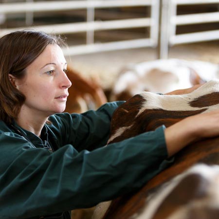 Ruminants Ostéopathie