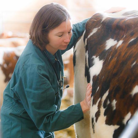 Ruminants Ostéopathie