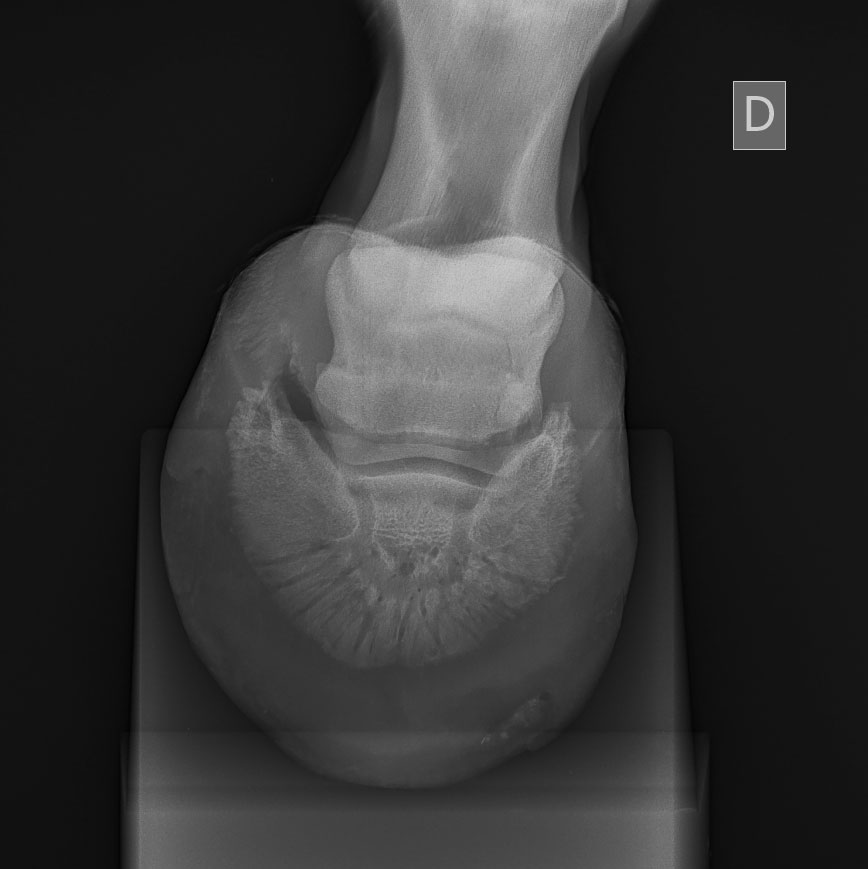 Radiographie Équine