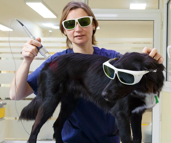 Thérapie laser sur un chien.
