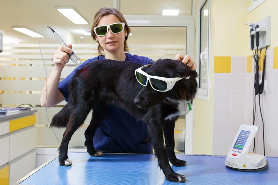 Thérapie laser sur un chien. title=