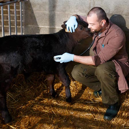 Urgences Ruminants